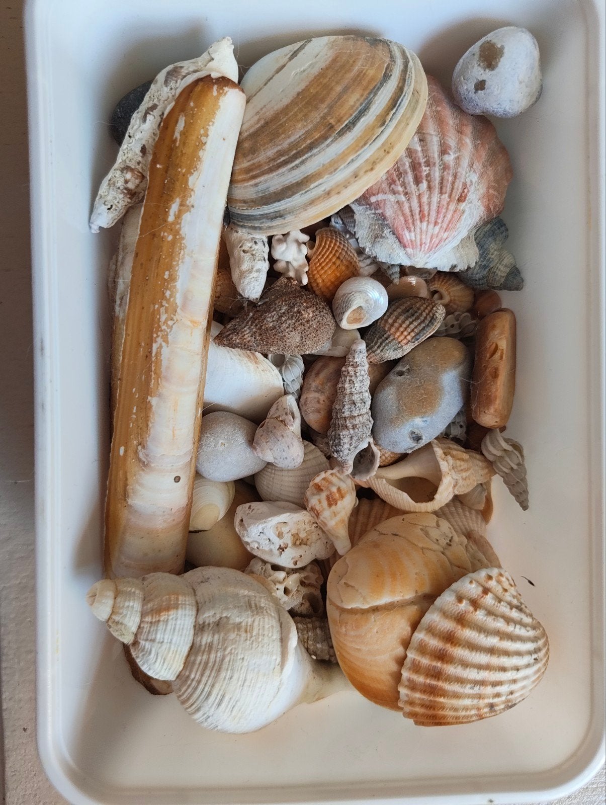 Lot de coquillages et petites pierres pour déco ou bricolage, Enlèvement ou Envoi, Coquillage(s)