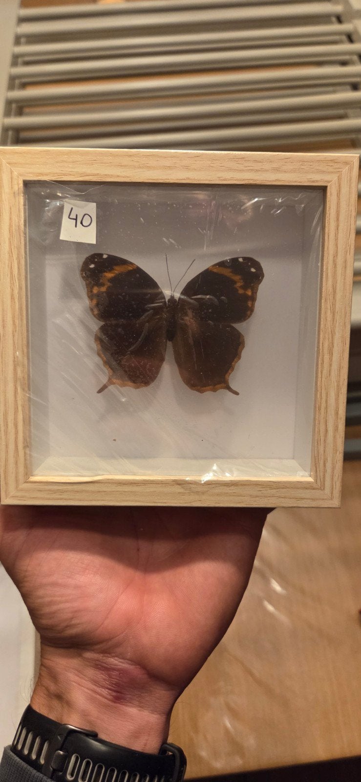 opoptera aorsa peru opgezet, Verzamelen, Ophalen