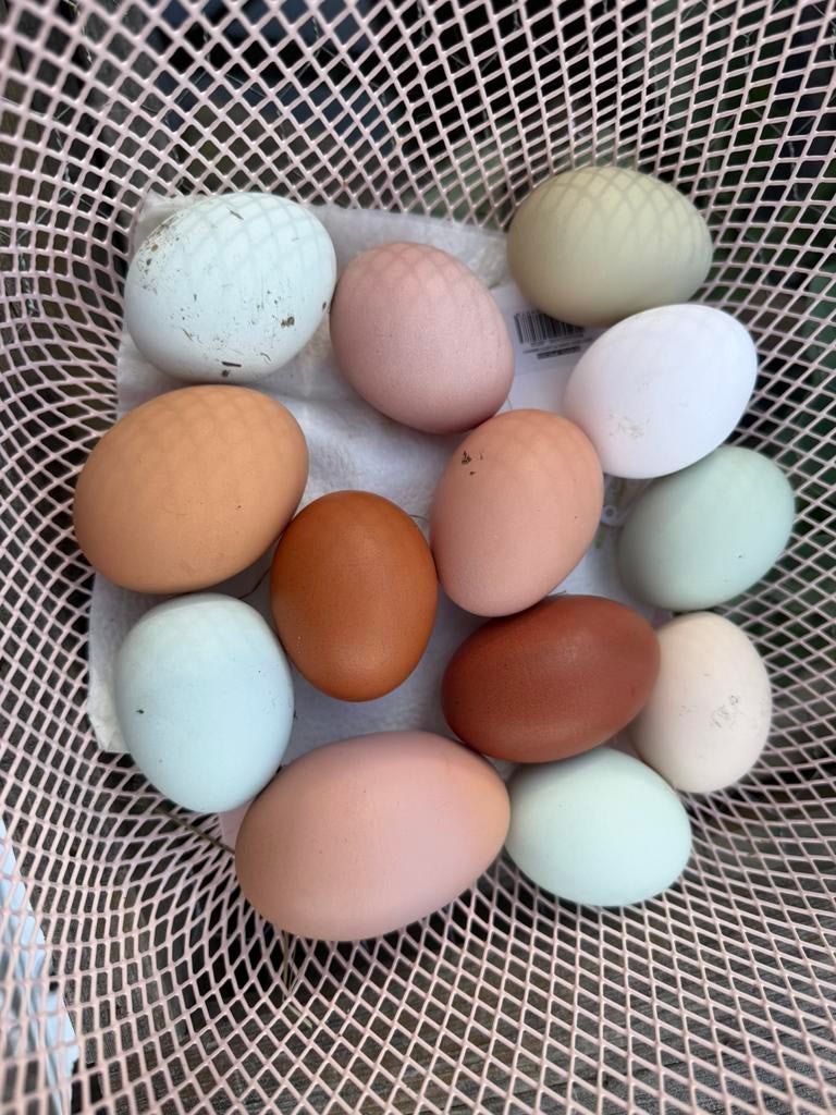 Oeufs fécondés, Enlèvement