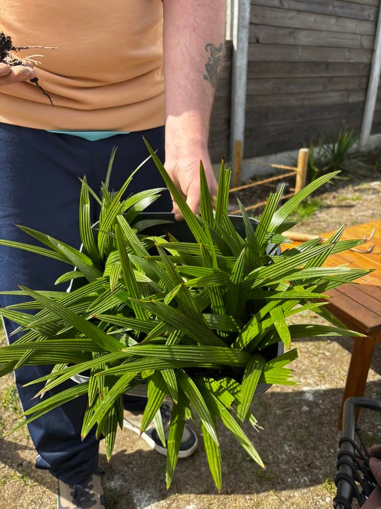 Te koop, Tuin en Terras, Ophalen, Zomer