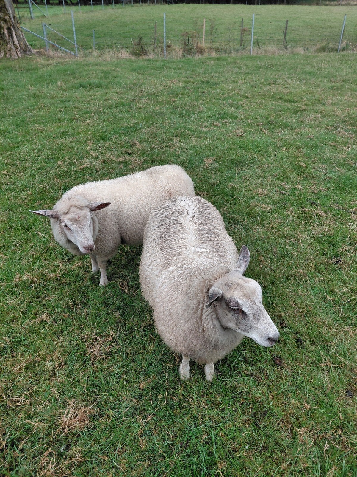 2 schapen 6 maanden oud