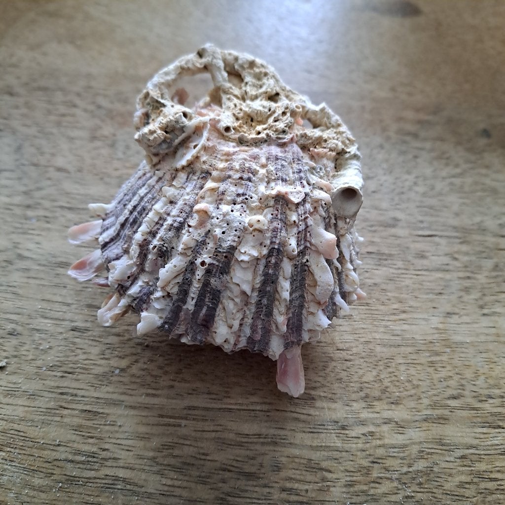 Stekeloester, Enlèvement, Coquillage(s)