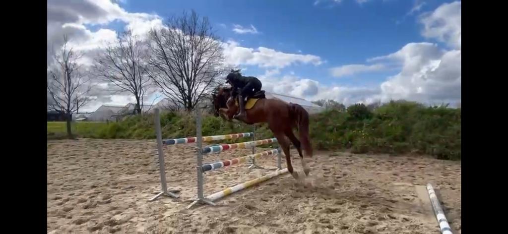 Sprinpaard zangersheide 4 jaar