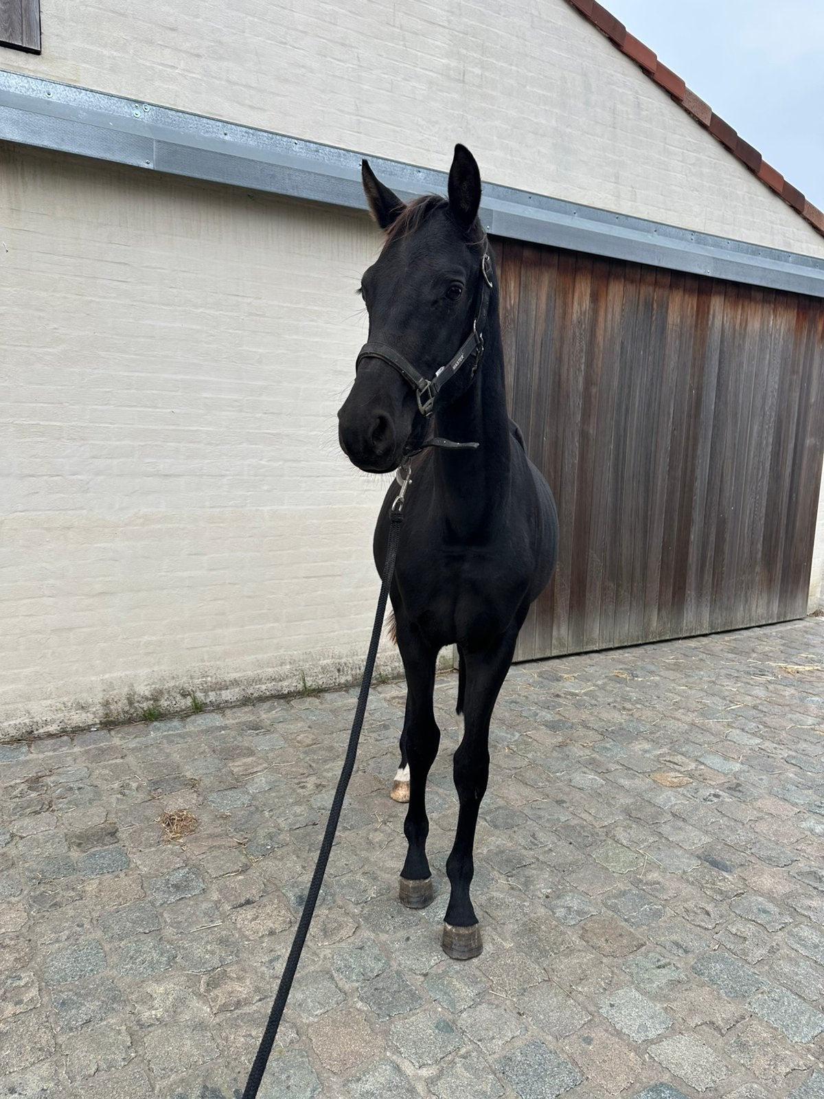 Zwarte kwaliteitsvolle jaarling hengst Mclaren x Negro, Étalon