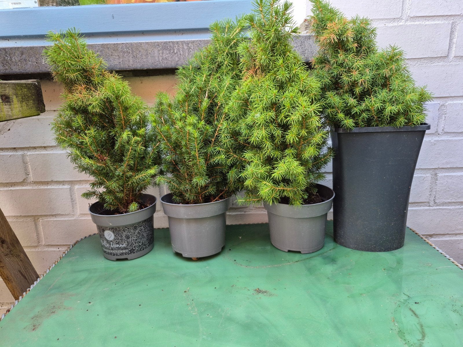4 sparreboompjes, Tuin en Terras, Ophalen