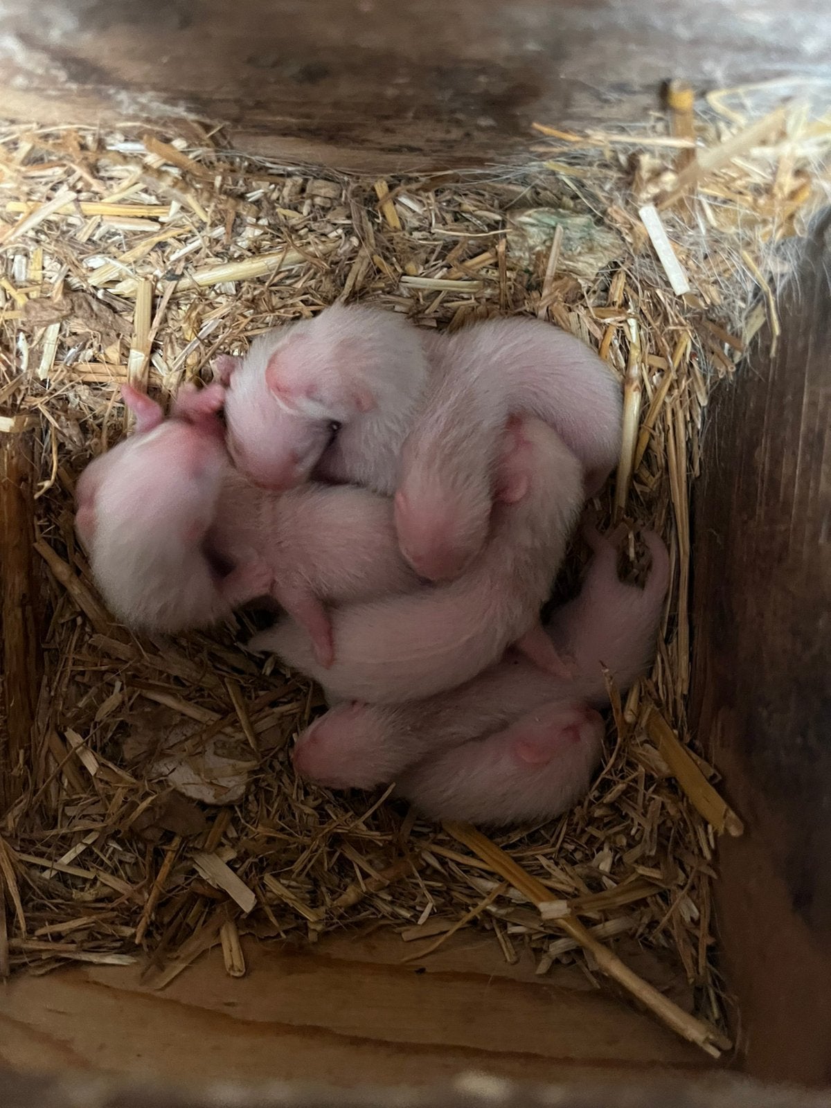 8 baby fretten, Animaux & Accessoires, Lapins, Taille moyenne, Plusieurs animaux, 0 à 2 ans