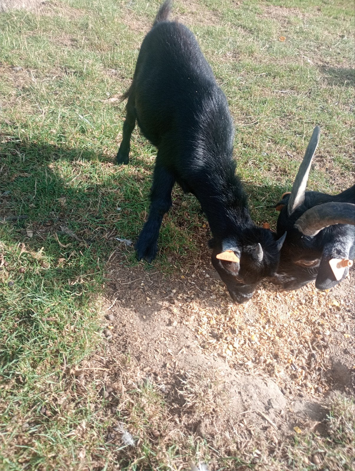 Dwerggeitje, Dieren en Toebehoren