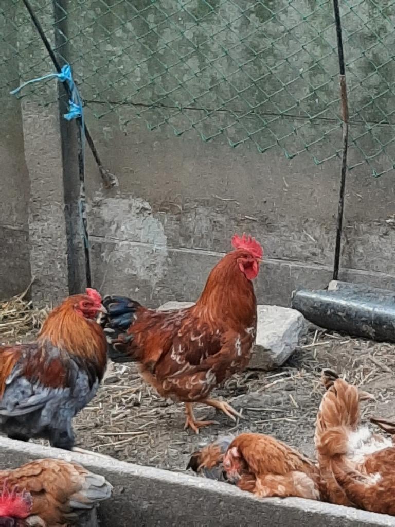 Stoere jonge hanen van sept 25, Dieren en Toebehoren, Pluimvee