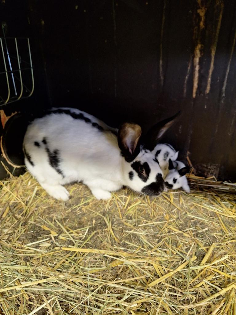 Vlinder konijnen zuiver ras, Dieren en Toebehoren