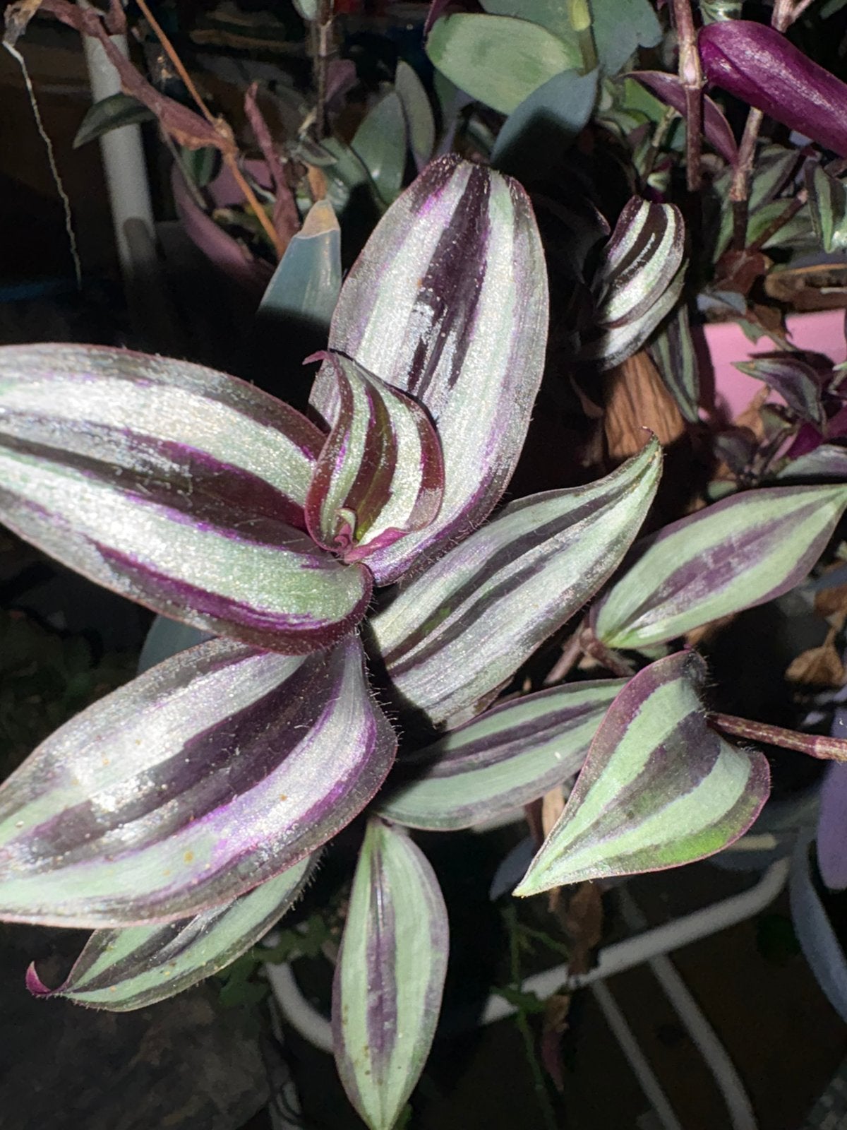 Tradescantia, Enlèvement ou Envoi