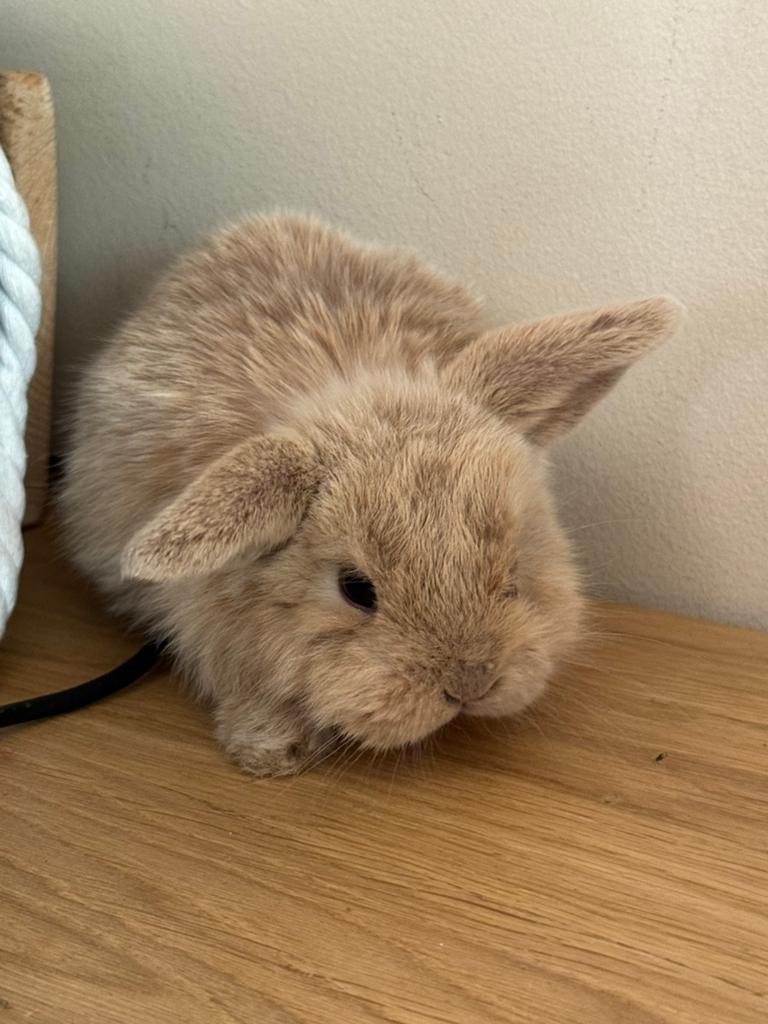 Tam Minilop voedstertje, Dieren en Toebehoren, Konijnen, Vrouwelijk, Klein, Hangoor, 0 tot 2 jaar