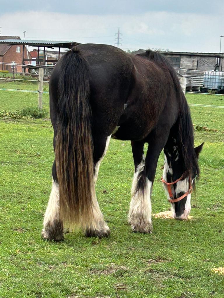 Tinker merrie , zwart, 148, lief, Dieren en Toebehoren, Paarden, Merrie, Met stamboom, Minder dan 160 cm, 3 tot 6 jaar