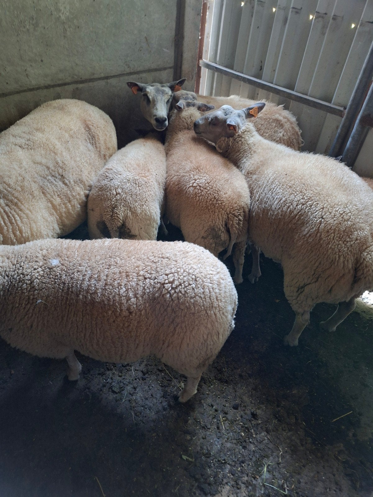 schapen/lammeren, Dieren en Toebehoren, Schapen, Geiten en Varkens