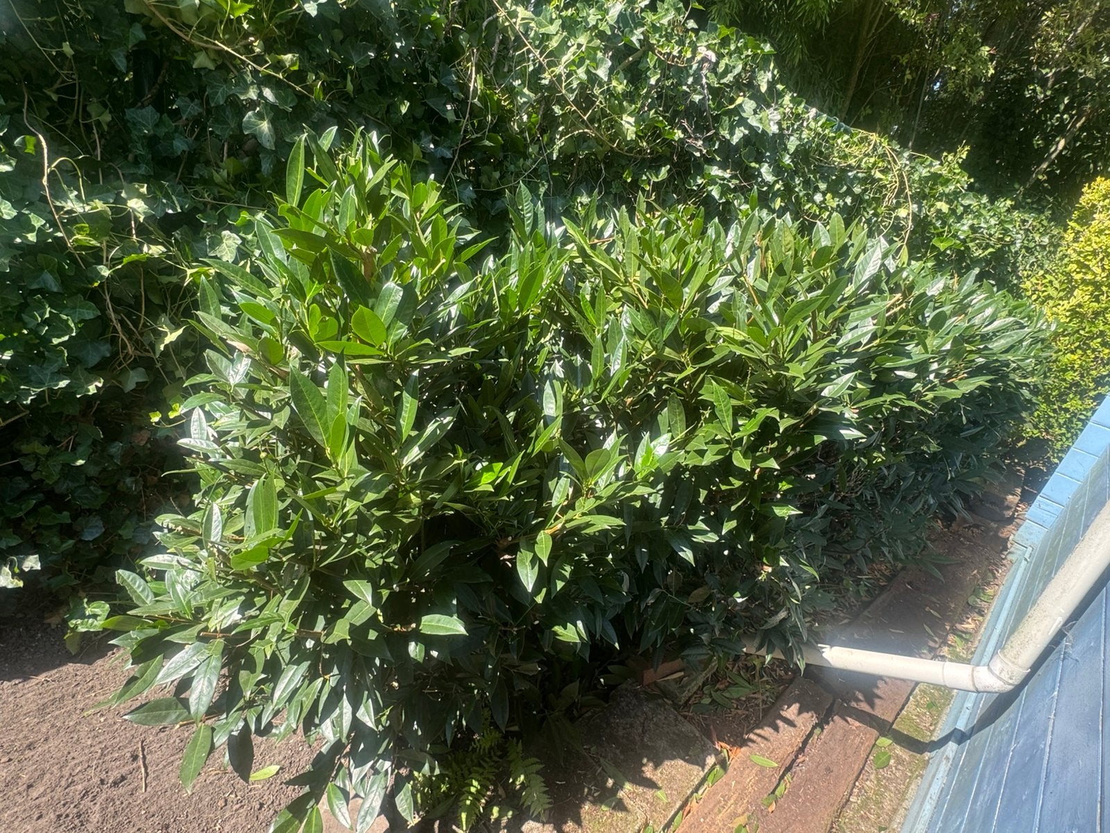 Gratis Laurierkers, Tuin en Terras, Planten | Bomen, Volle zon, Ophalen
