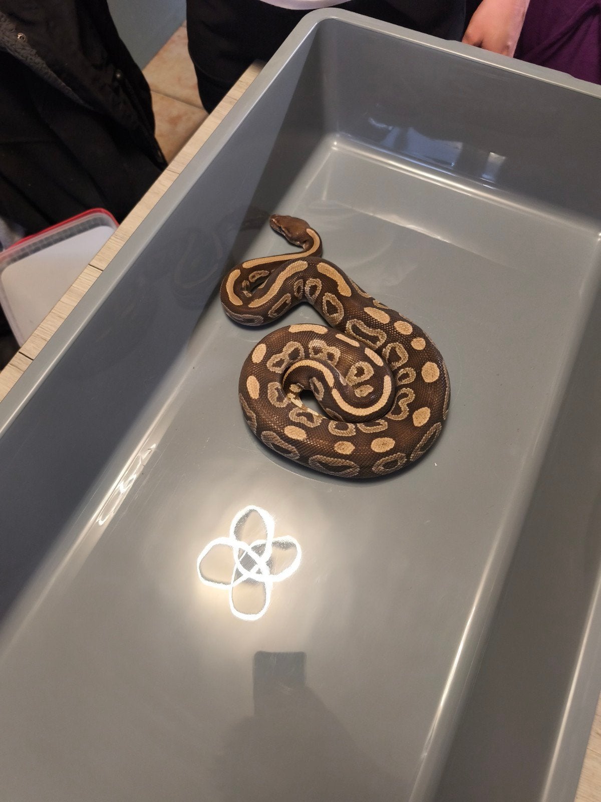 Python regius male mojave, Serpent
