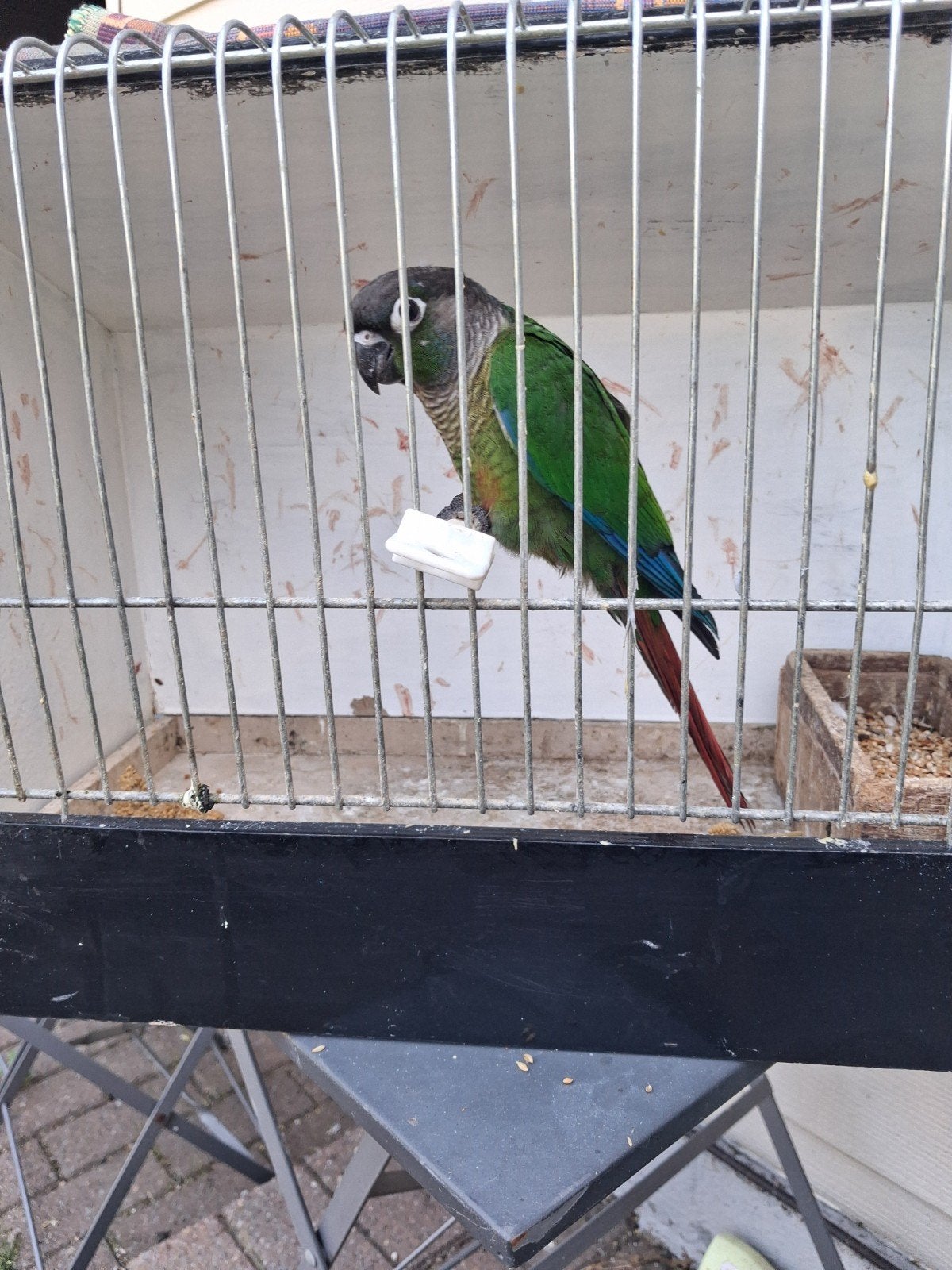 Perura