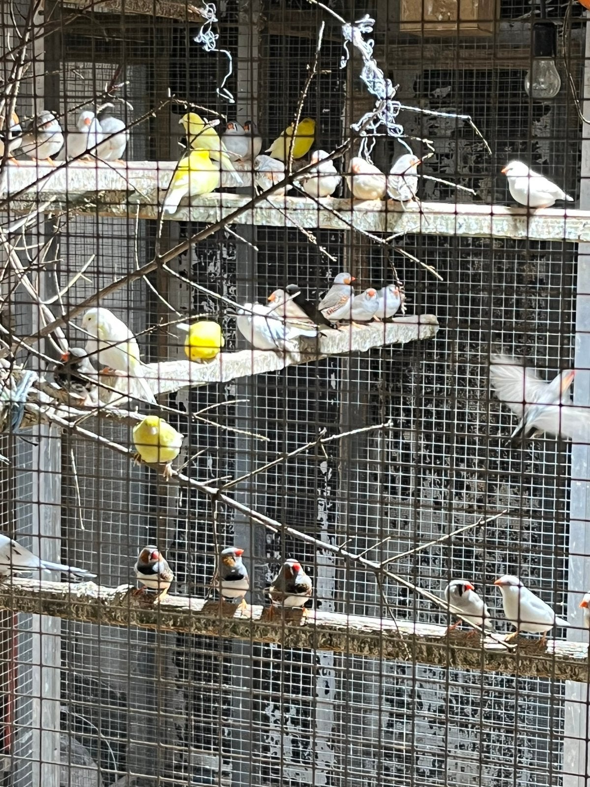 Vogels