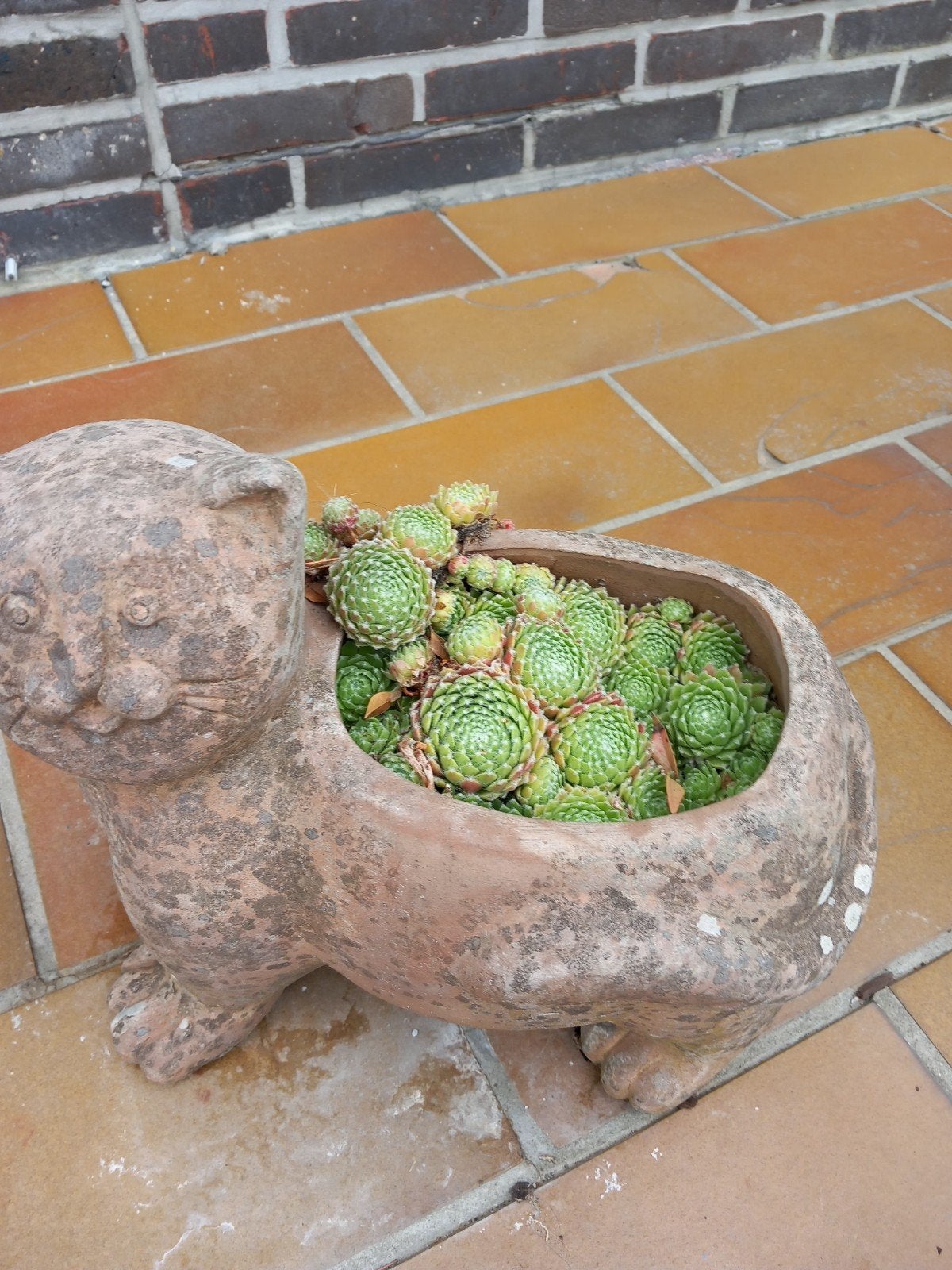 stenen kat met vetplant, Ophalen, Gebruikt