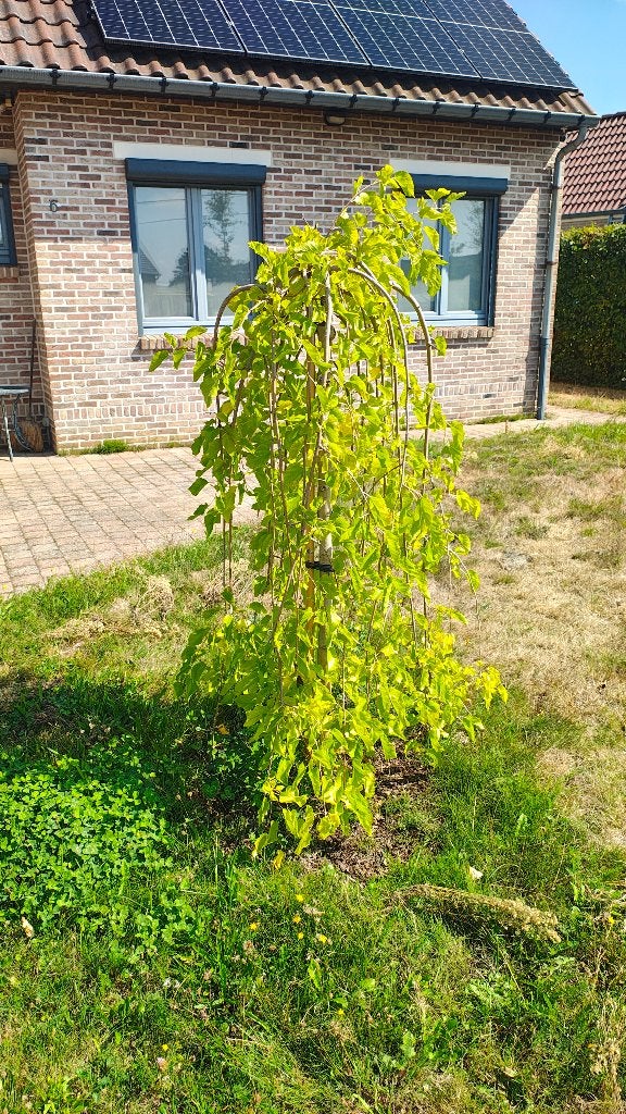 Moerbei boom morus alba pendula 3 jaar oud, Ophalen, 100 tot 250 cm, Zomer, Treurboom