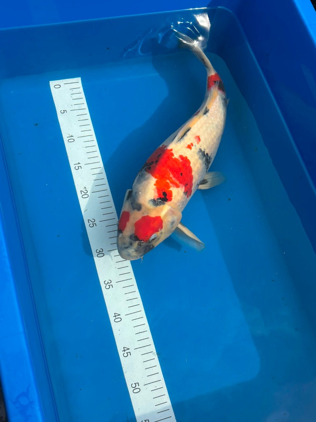 Nisai showa van Isa., Dieren en Toebehoren