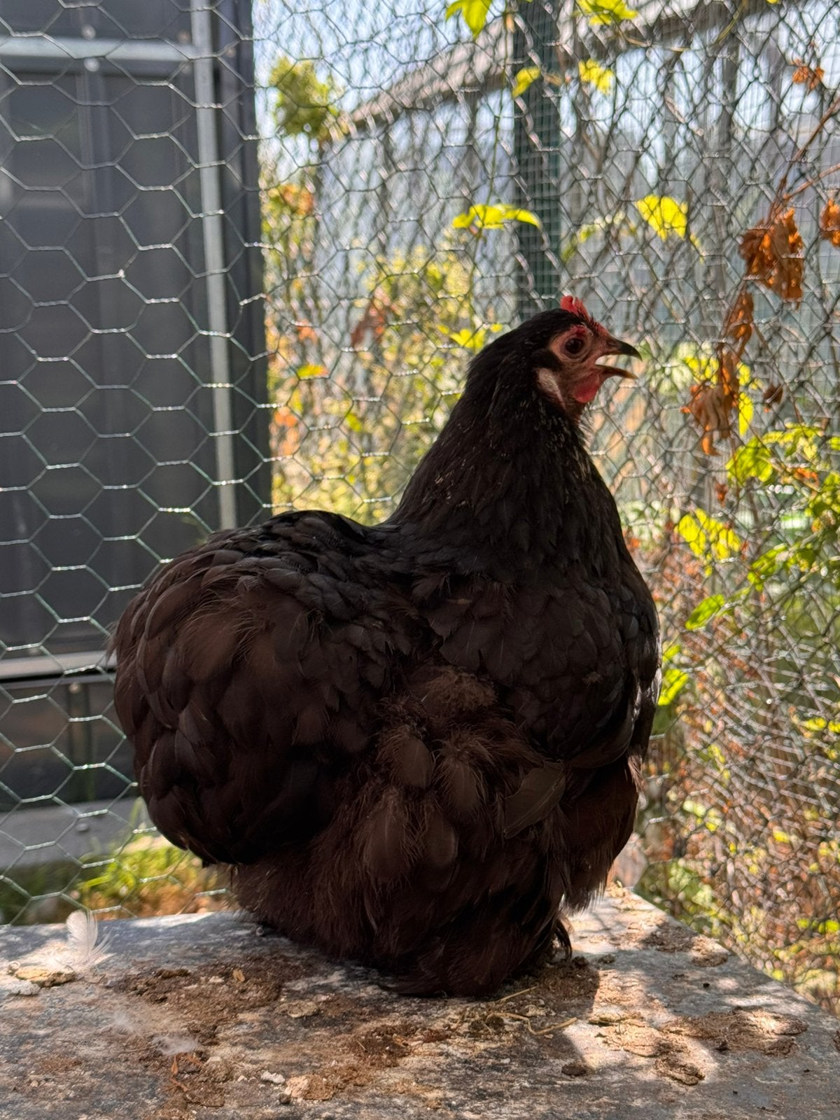 Cochin kriel hen zwart aan de leg