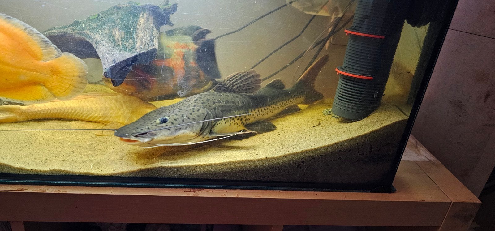 tiger shovelnose redtail catfish hybrid, Ophalen of Verzenden