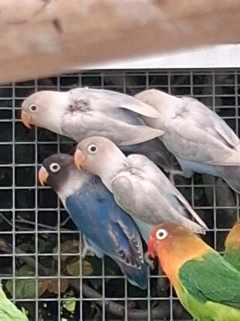 Agapornis dwergpapegaaitjes, Dieren en Toebehoren, Geringd
