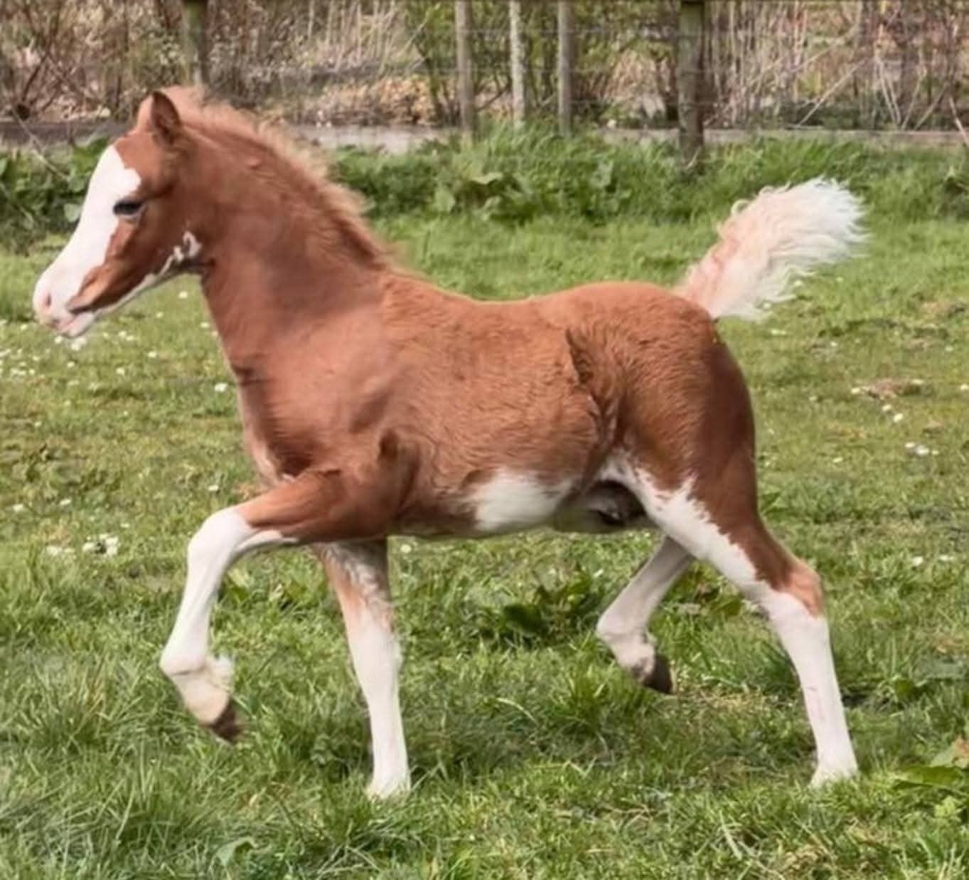 Bloedmooie sectie A welsh hengstveulen!!, Dieren en Toebehoren, Pony's, Met stamboom, Niet van toepassing, 0 tot 2 jaar, Hengst