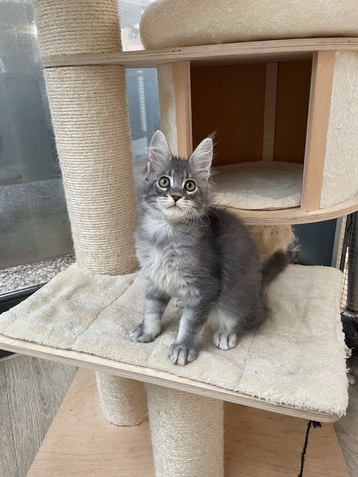 Maile coon kittens, Dieren en Toebehoren, Meerdere dieren, Met stamboom, 0 tot 2 jaar