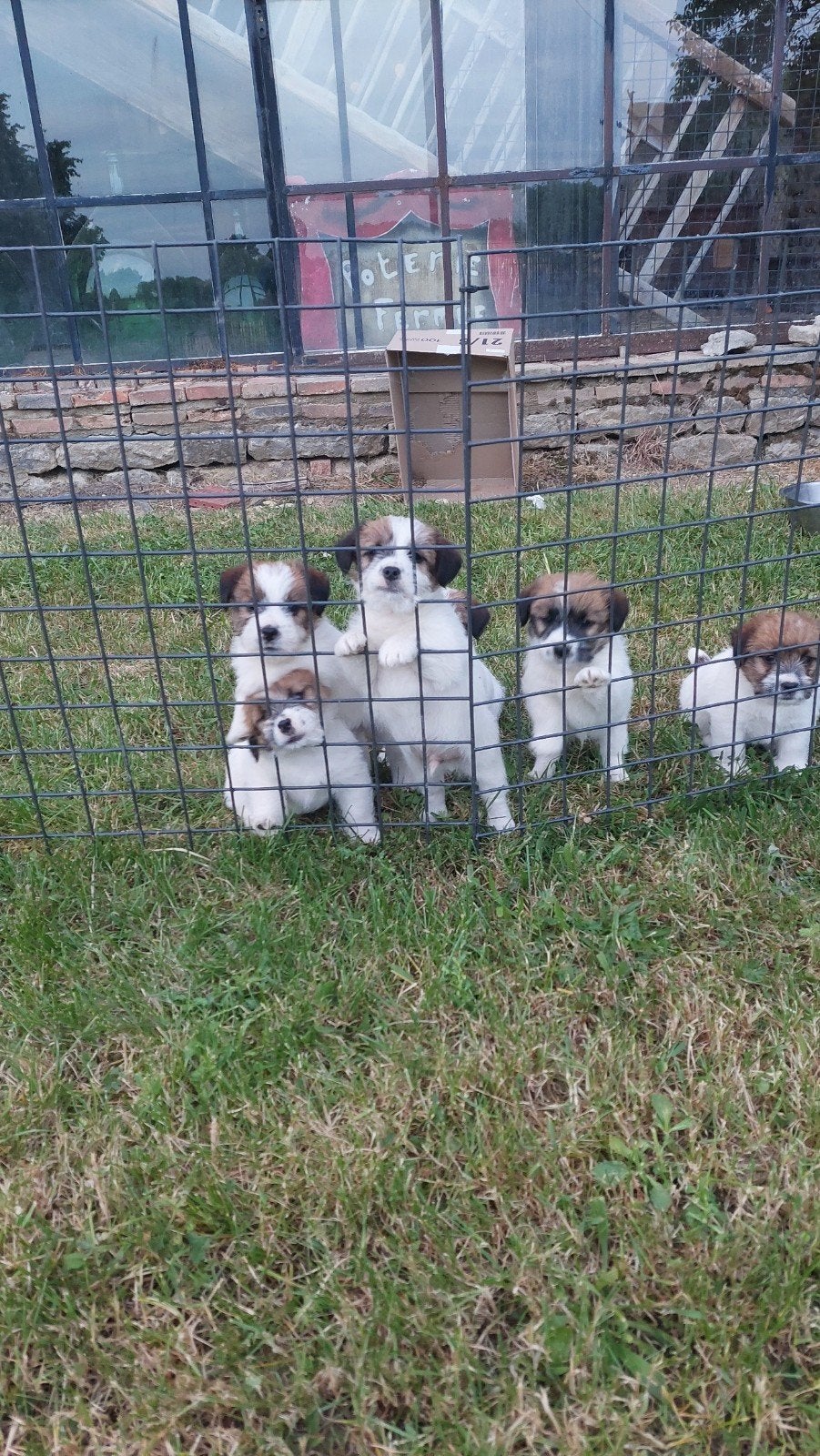 Ruwharige en kortharige Jack Russel pups, Dieren en Toebehoren, België, Fokker | Hobbymatig, Jack Russell Terriër, 8 tot 15 weken