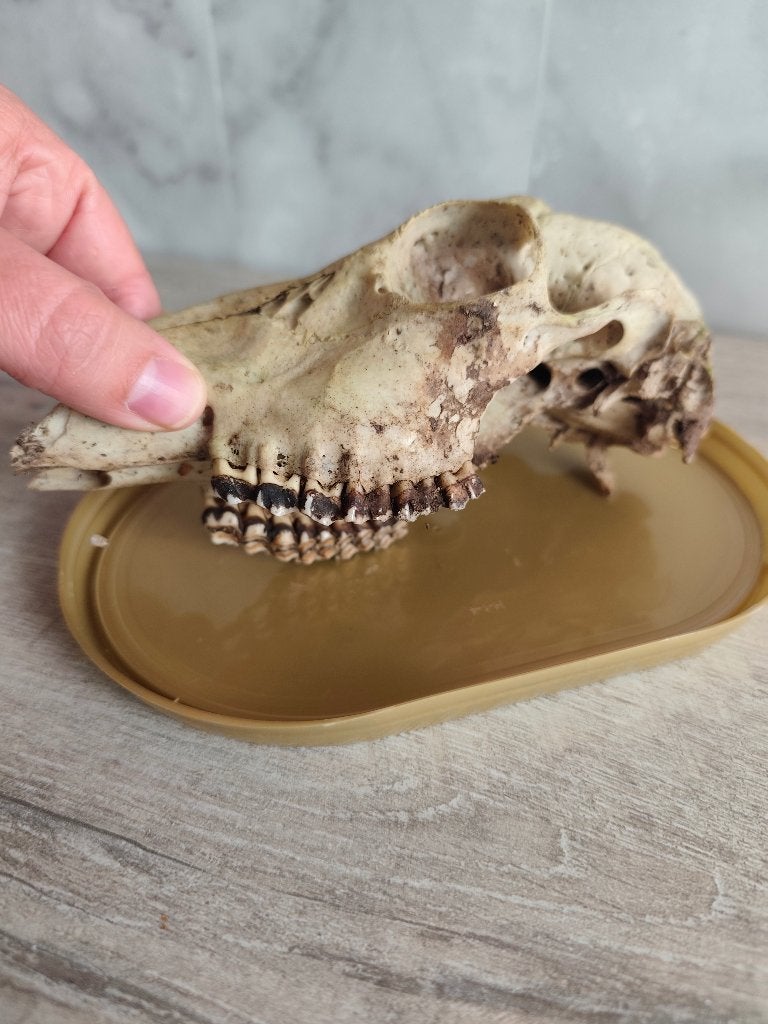 Crane herbivore Taxidermie, Enlèvement ou Envoi, Comme neuf, Animal sauvage, Crâne