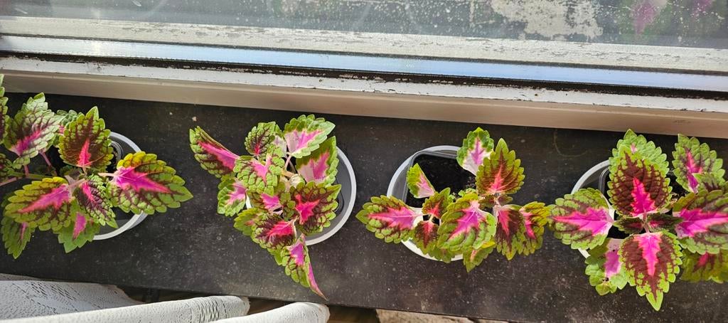Petits Coleus 4€ le pot, Enlèvement