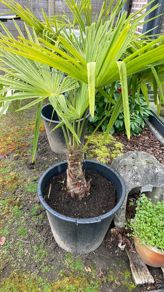 Trachycarpus fortunei, Ophalen, Lente, Vaste plant, Overige soorten