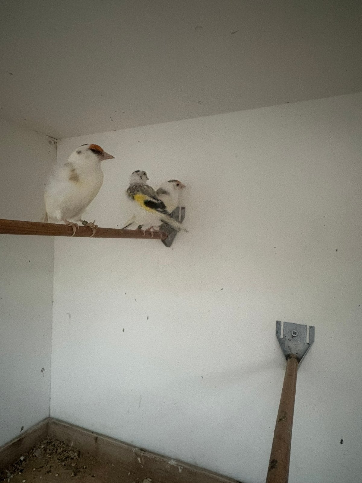 Mayor distelvinken te koop, Dieren en Toebehoren