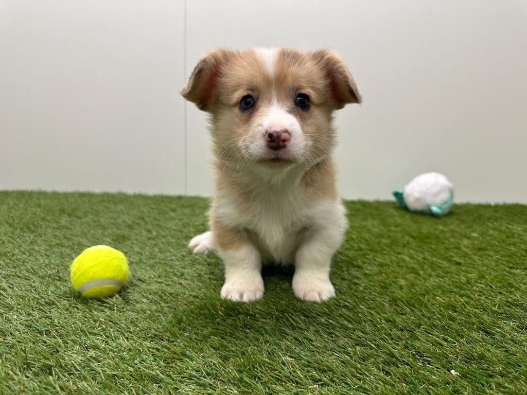 Portée de chiots Welsh Corgi, Animaux & Accessoires, Chiens | Bergers & Bouviers, Plusieurs, Hépatite contagieuse (maladie de Rubarth)