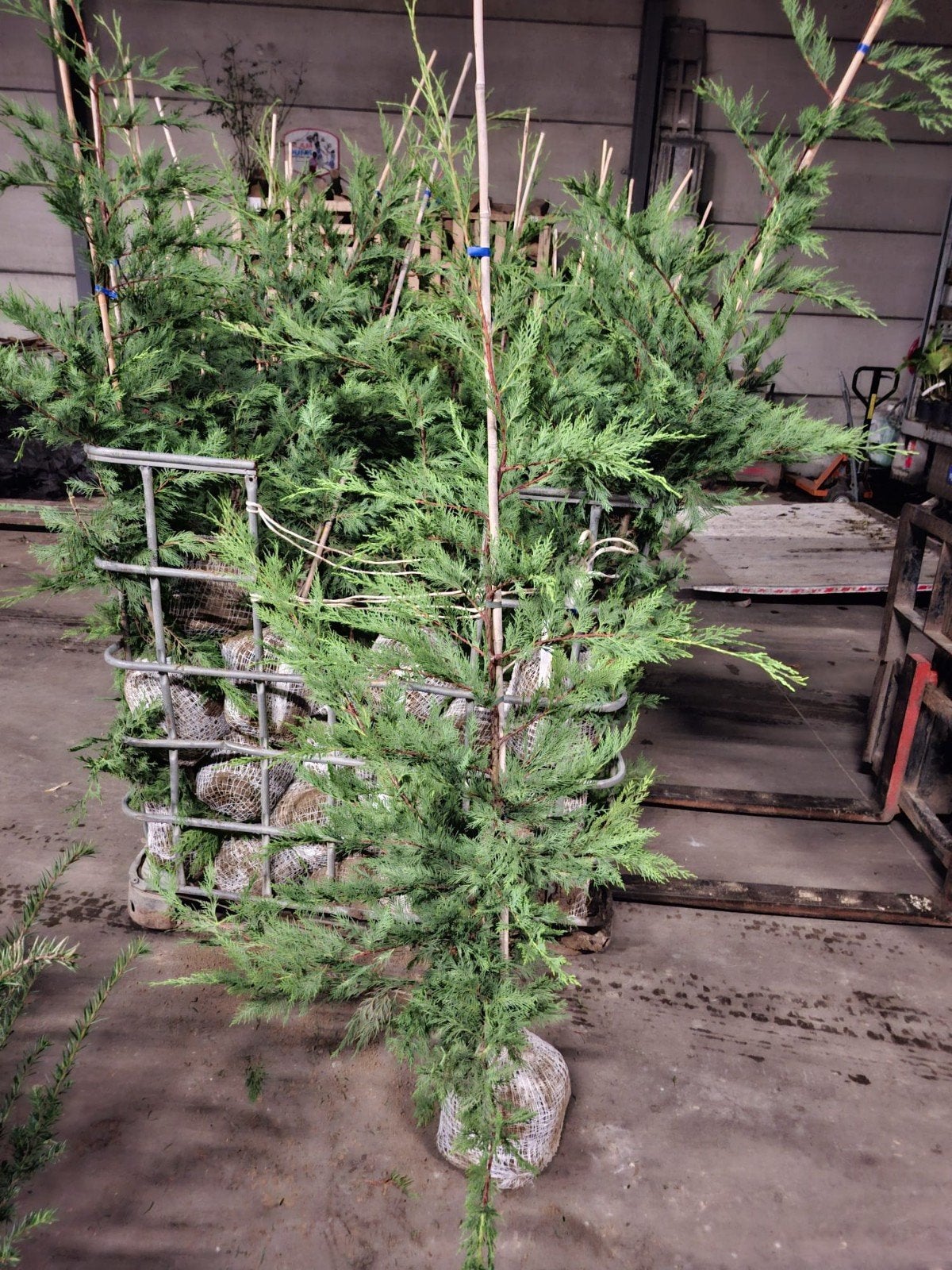 ‼️leylandii aan stuntprijzen ‼️, Ophalen
