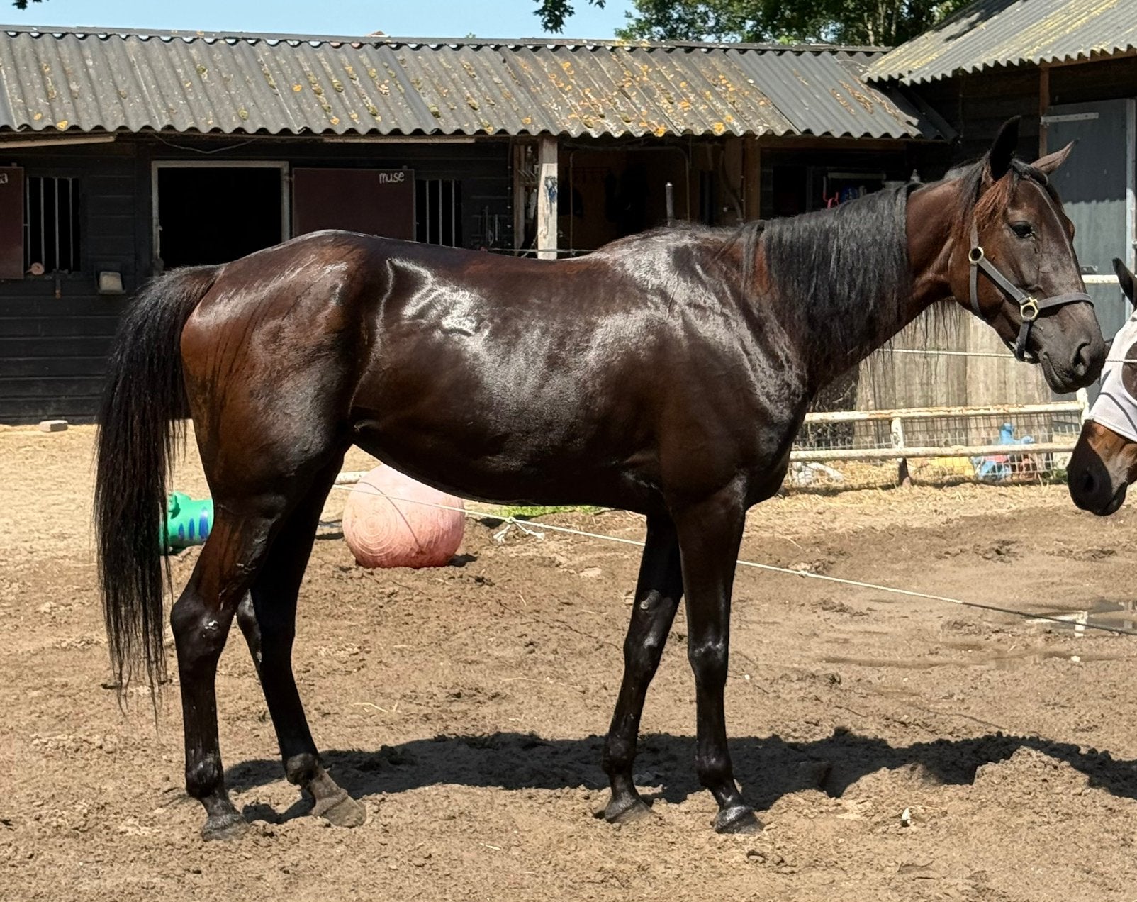 3 jarige Koers draver - Rifka Ballaco (victor gio), Dieren en Toebehoren, Paarden, Merrie