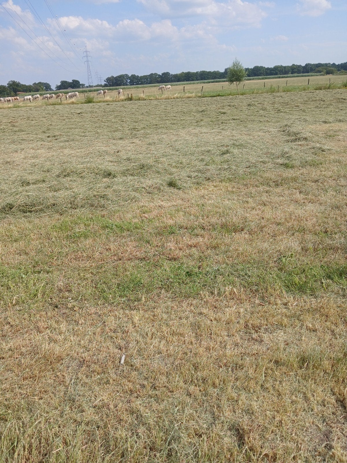 gras voordroog  hooi, Dieren en Toebehoren