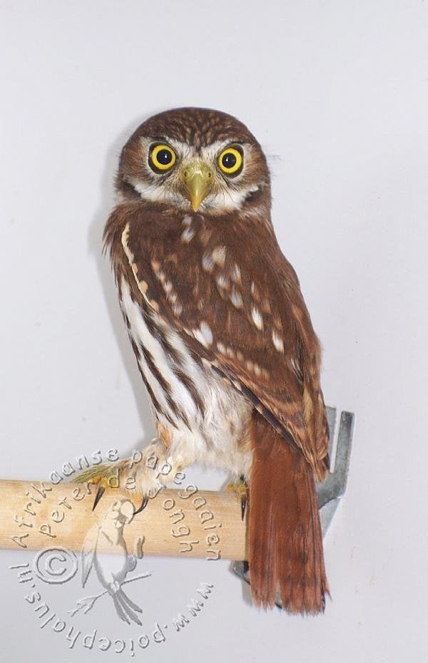 Braziliaanse Dwerguil,EIGEN KWEEK 2026, ..., Vrouwelijk, Roofvogel