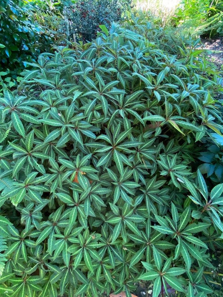 Bodembedekers, Jardin & Terrasse, Plantes | Jardin, Enlèvement, Plante fixe, Mi-ombre, Été