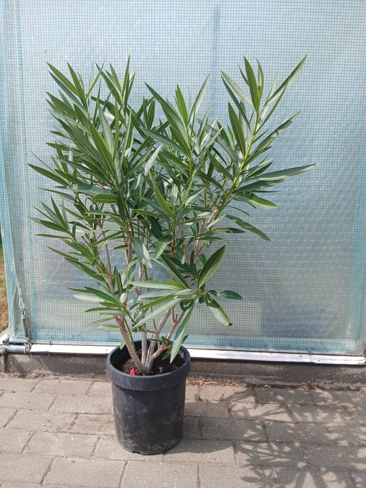 grote roze oleander, Tuin en Terras, Planten | Tuinplanten, Ophalen
