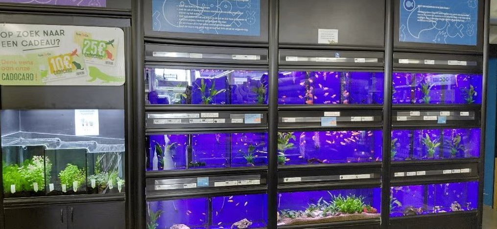 Aquariumstellingen voor winkel of kweker/hobbyist, Enlèvement, Chauffage, Utilisé, Filter