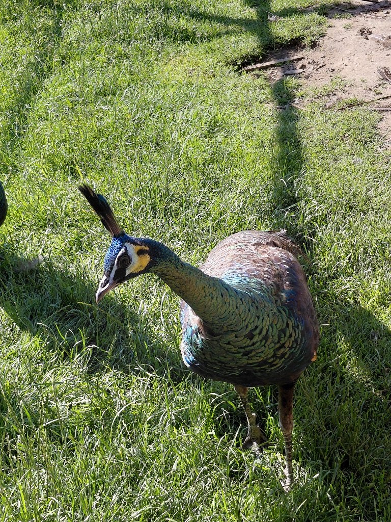Uitrusting voor vogels, Dieren en Toebehoren, Ophalen