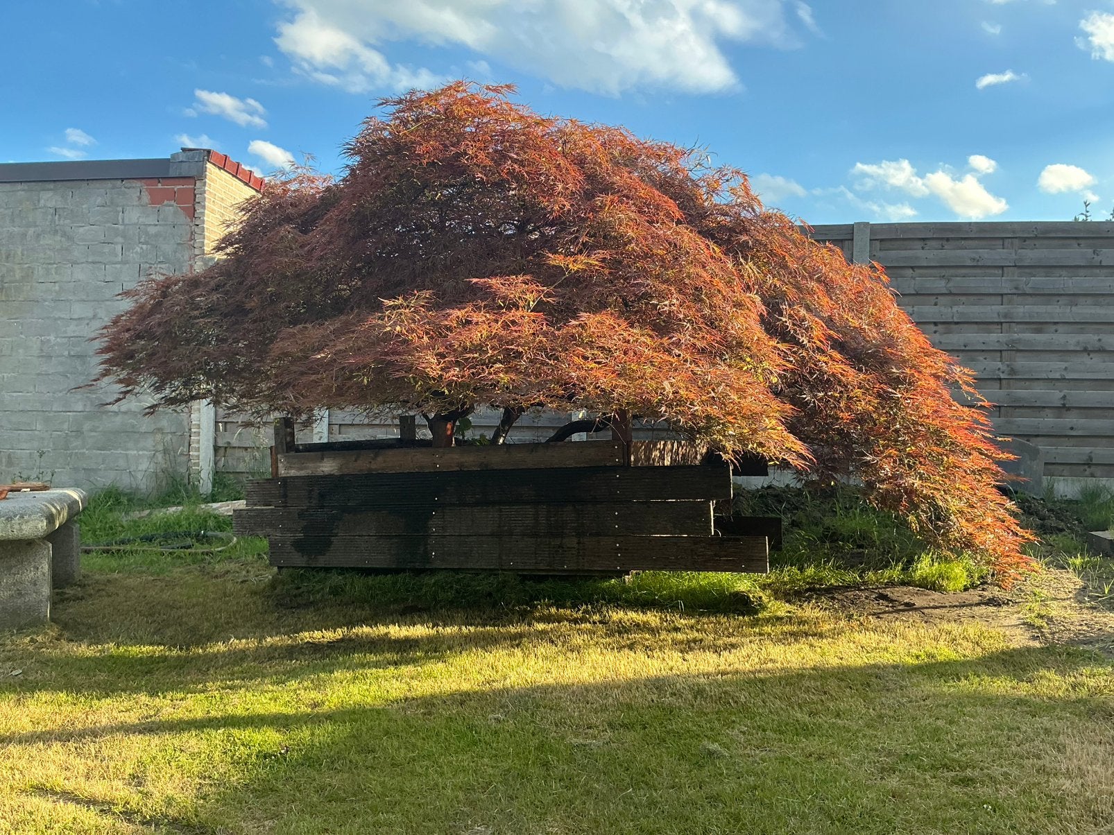 Mooie japanse esdoorn, Tuin en Terras, Planten | Bomen, Ophalen, Zomer