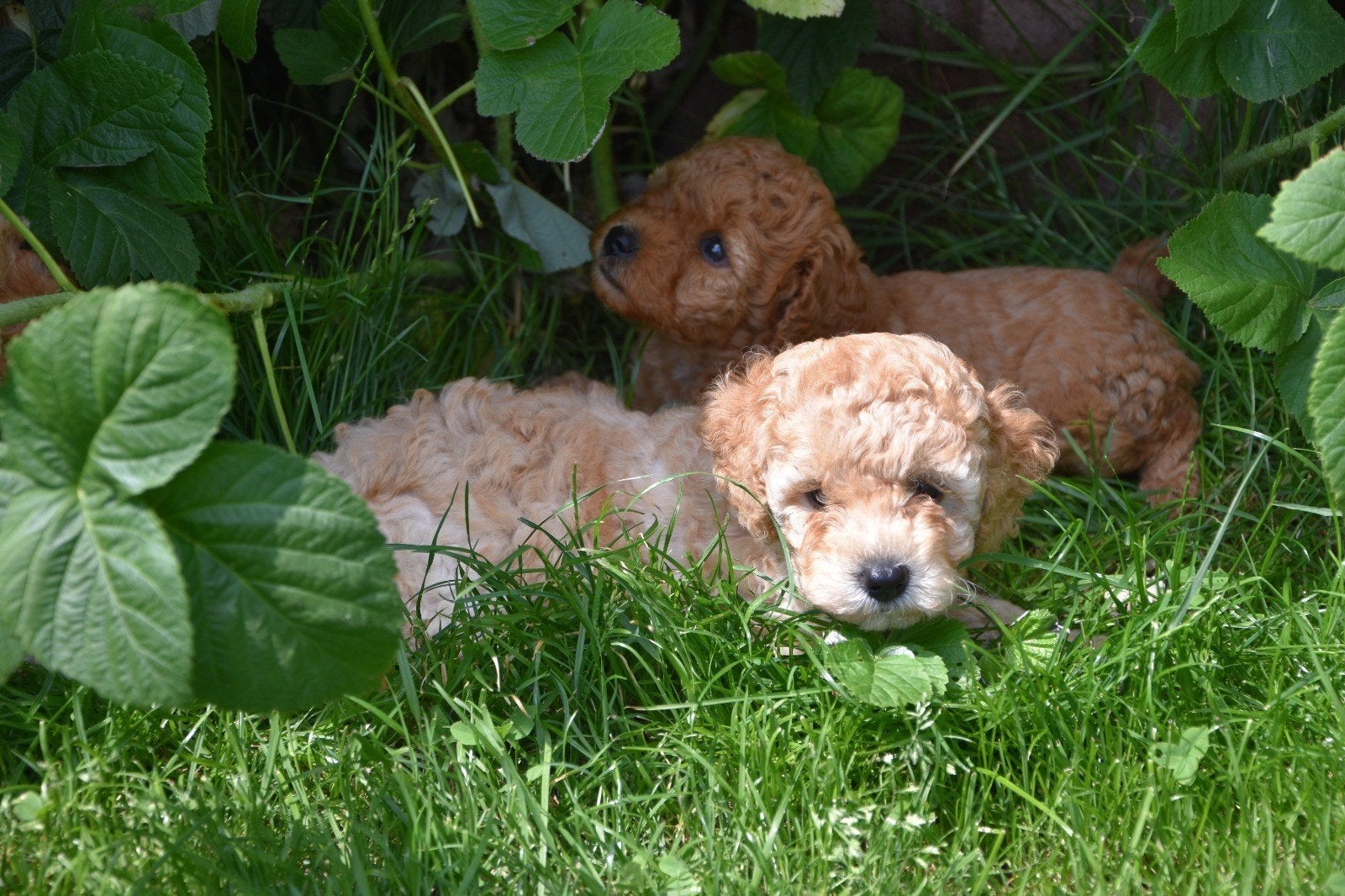 chiots caniches, Caniche, 8 à 15 semaines, Plusieurs, Éleveur | Loisir