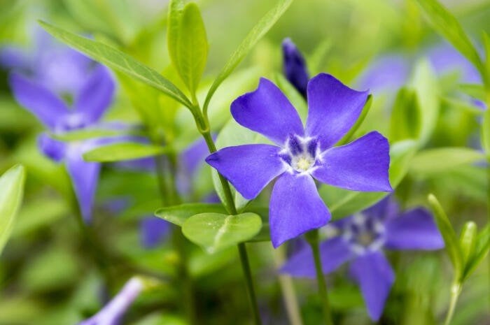 12 Vinca minor, kleine maagdenpalm P9, Tuin en Terras, Ophalen, Bodembedekkers, Vaste plant, Halfschaduw