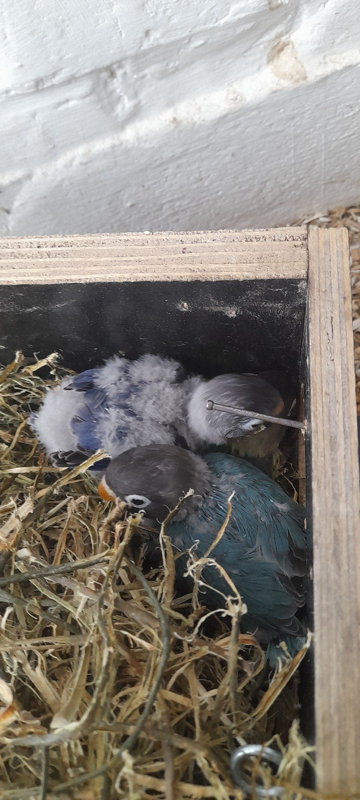 Personatas, Dieren en Toebehoren, Konijnen