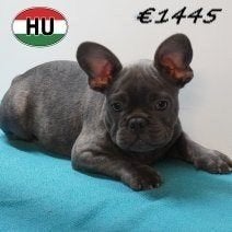 Franse Bulldog – Lieve kleine snoetjes te koop, Dieren en Toebehoren, 15 weken tot 1 jaar, Buitenland, CDV (hondenziekte), Meerdere