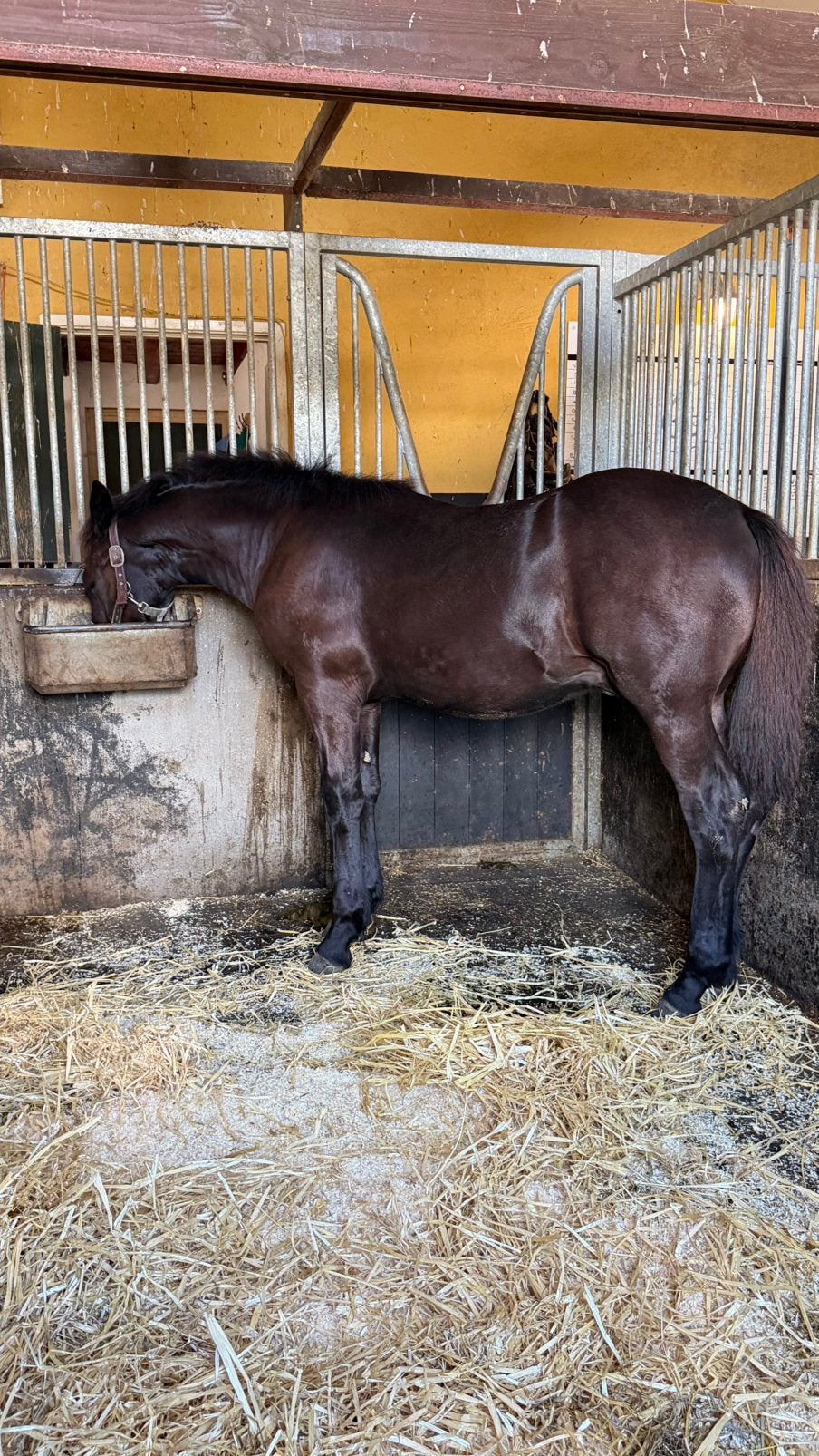 Mooi hengstveulen, Met stamboom, Niet van toepassing, Dressuurpaard, 0 tot 2 jaar
