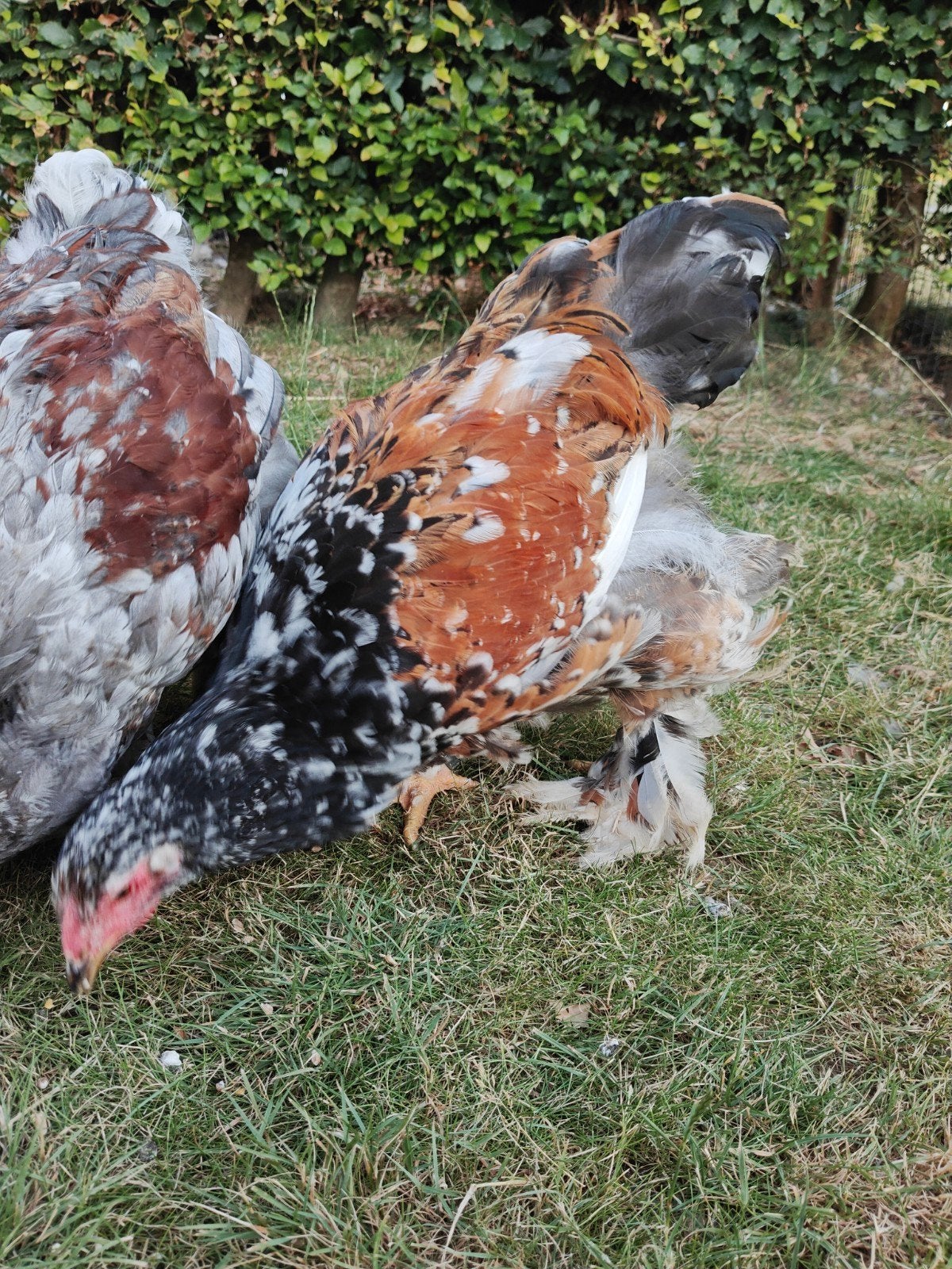 Brahma Porselein haan, Dieren en Toebehoren, Pluimvee